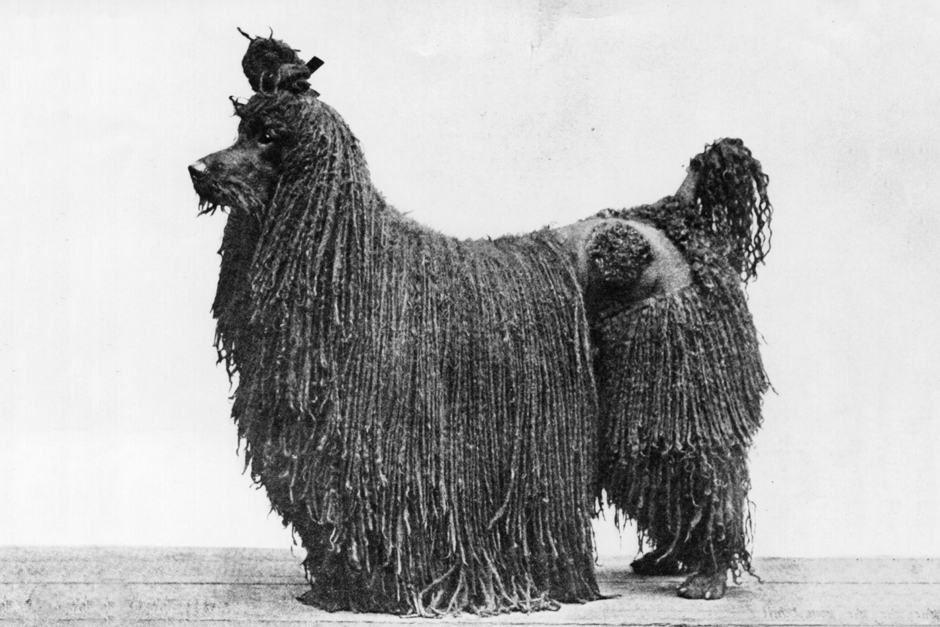 A képen egy Uszkár régi ábrázolása található